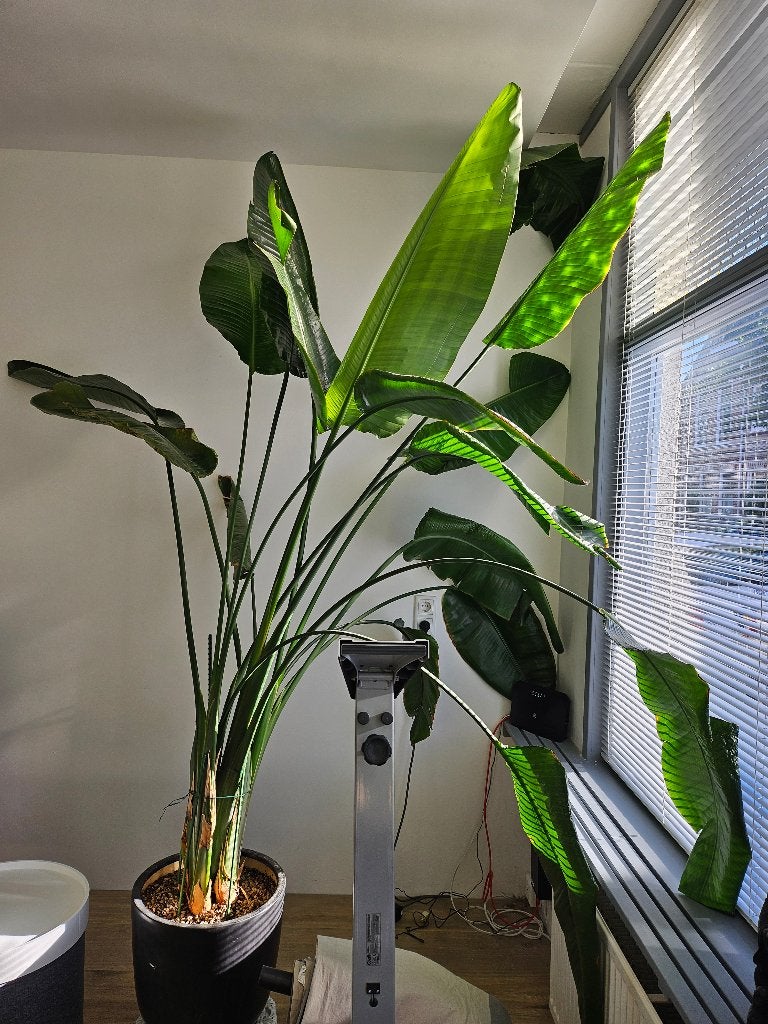 Hele grote strelizia (300 cm), Ophalen, 200 cm of meer, Overige soorten, Halfschaduw