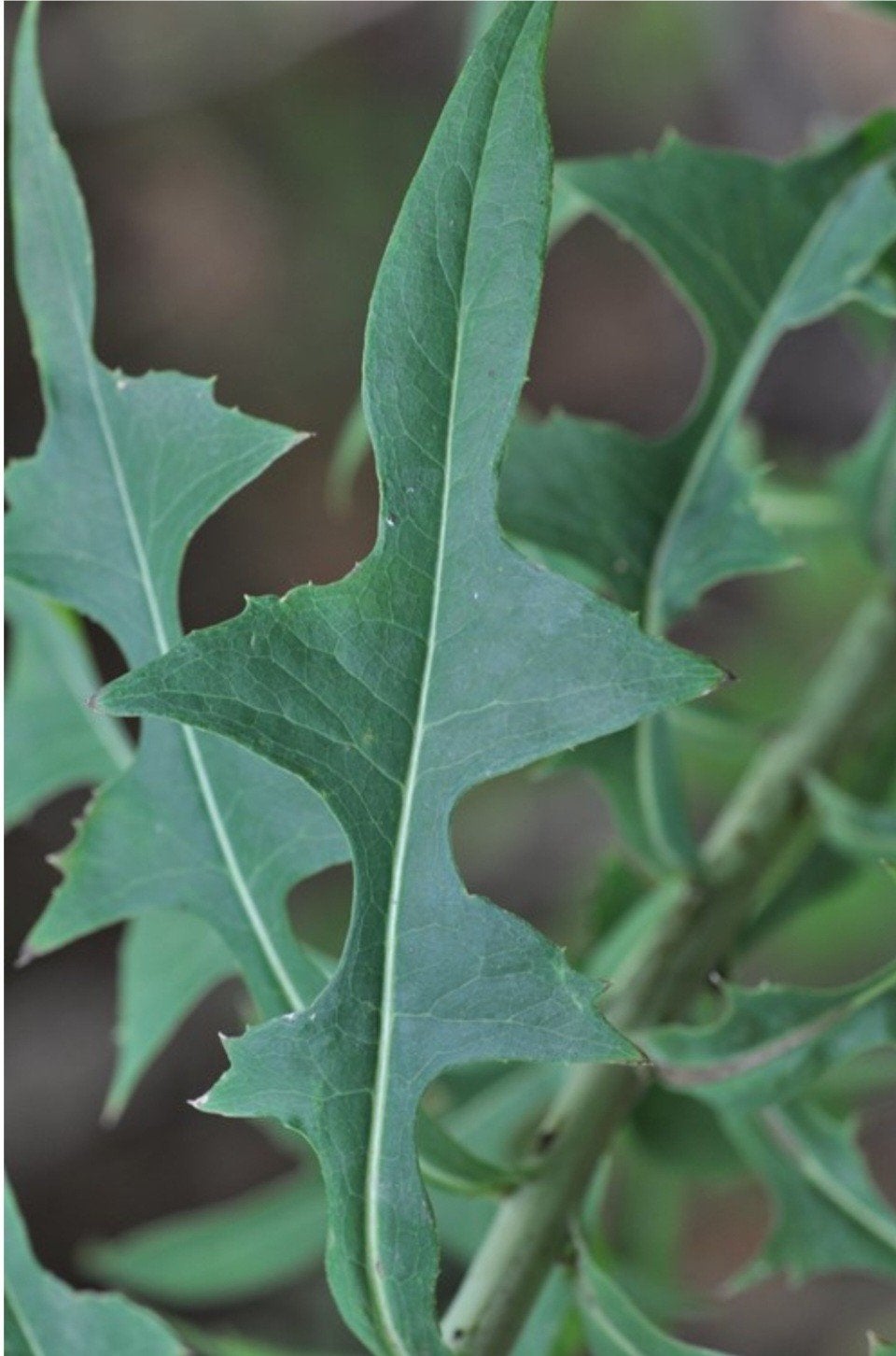 Gezocht: plantjes of zaden van Lactuca canadensis, Ophalen of Verzenden, Zaad