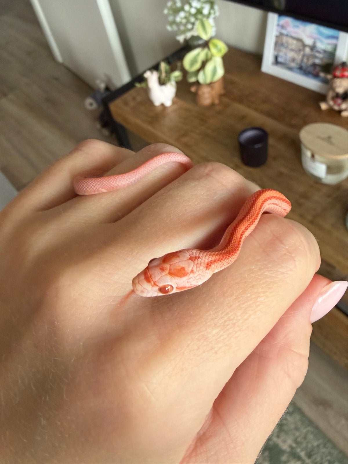 Rattenslang (jong) Rat Snake - unknown for sale from Lisanne van Oeveren