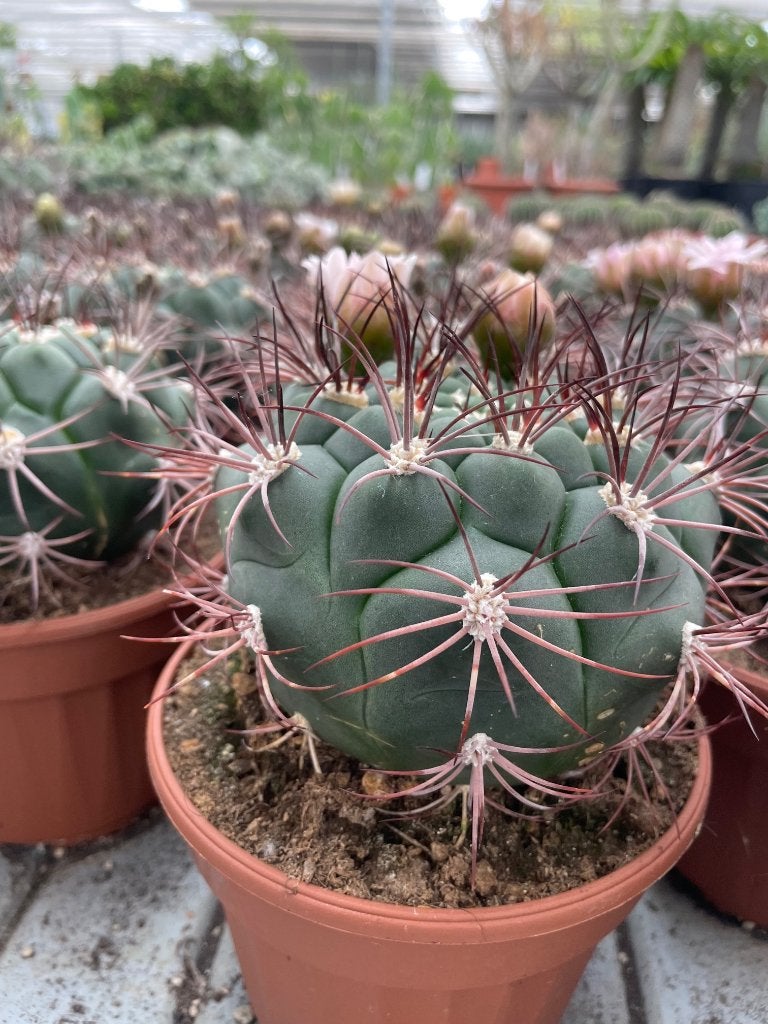 Cactus  Gymnocalycium Saglione potmaat 13cm., Ophalen of Verzenden, Minder dan 100 cm, Bloeiende kamerplant, Volle zon