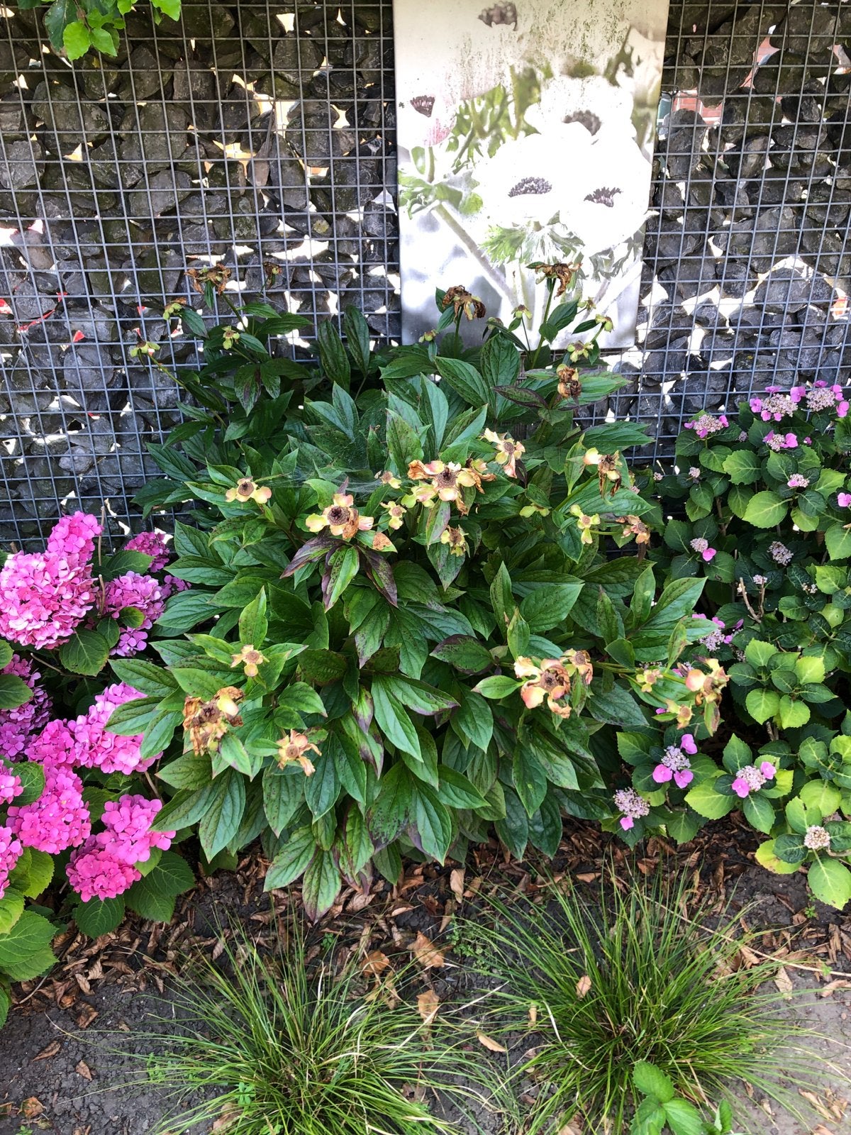 Pioenrozen - Prachtige Vaste Plant voor uw Tuin, Volle zon, Vaste plant, Lente, Ophalen