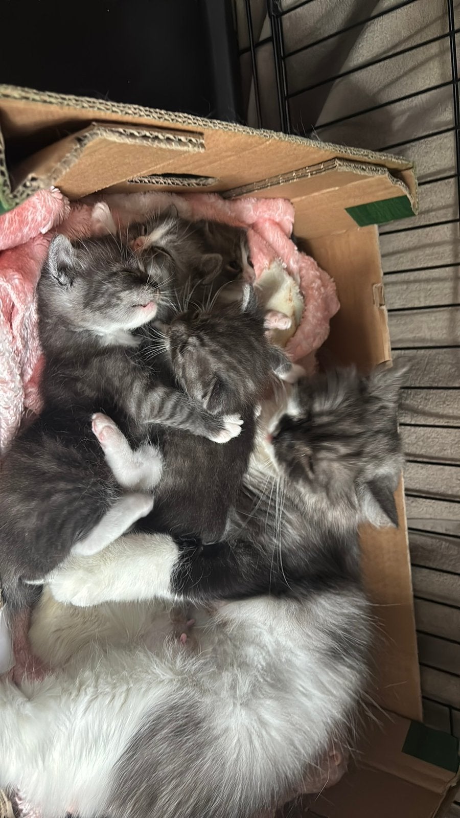 3 Kittens, Dieren en Toebehoren, Meerdere dieren, Gechipt, 0 tot 2 jaar