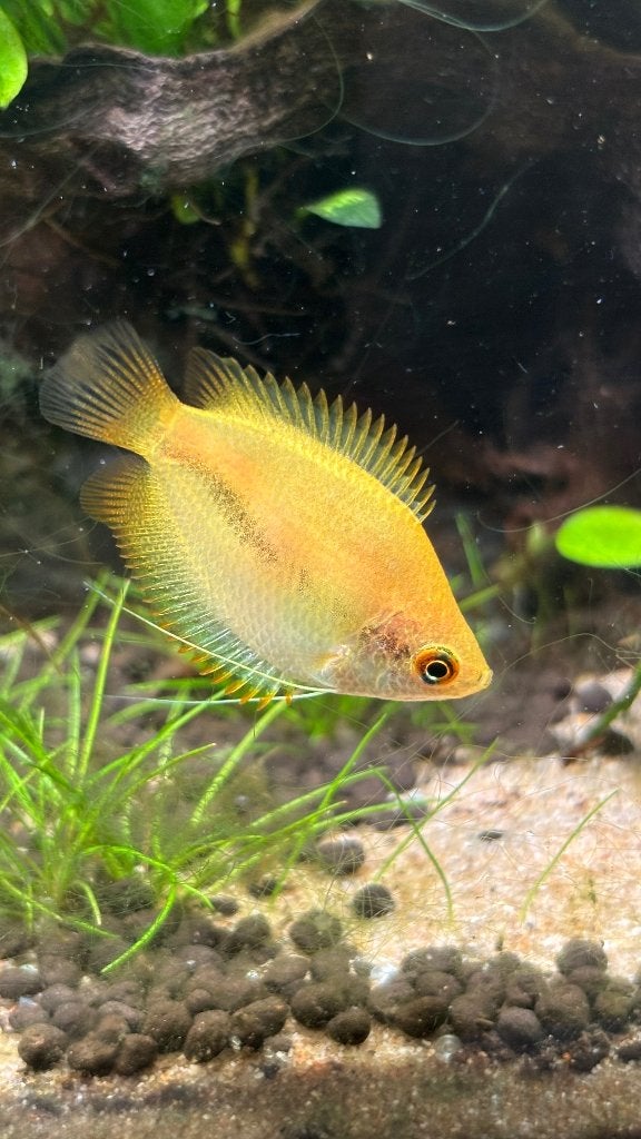 Honey Gourami for Sale (Female), Vis, Zoetwatervis