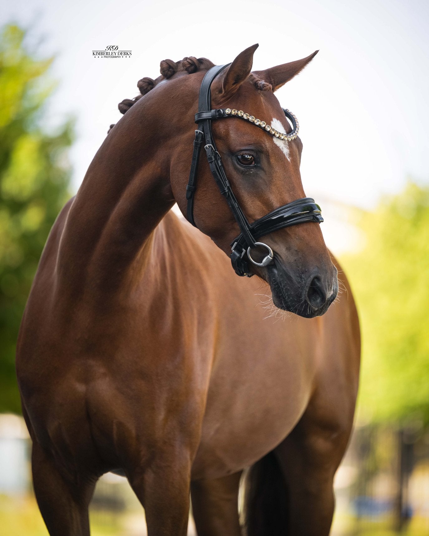 Veelbelovende Duitse Rijpony met sportpotentie!, Dieren en Toebehoren, Met stamboom, Ruin, Dressuurpony, 3 tot 6 jaar