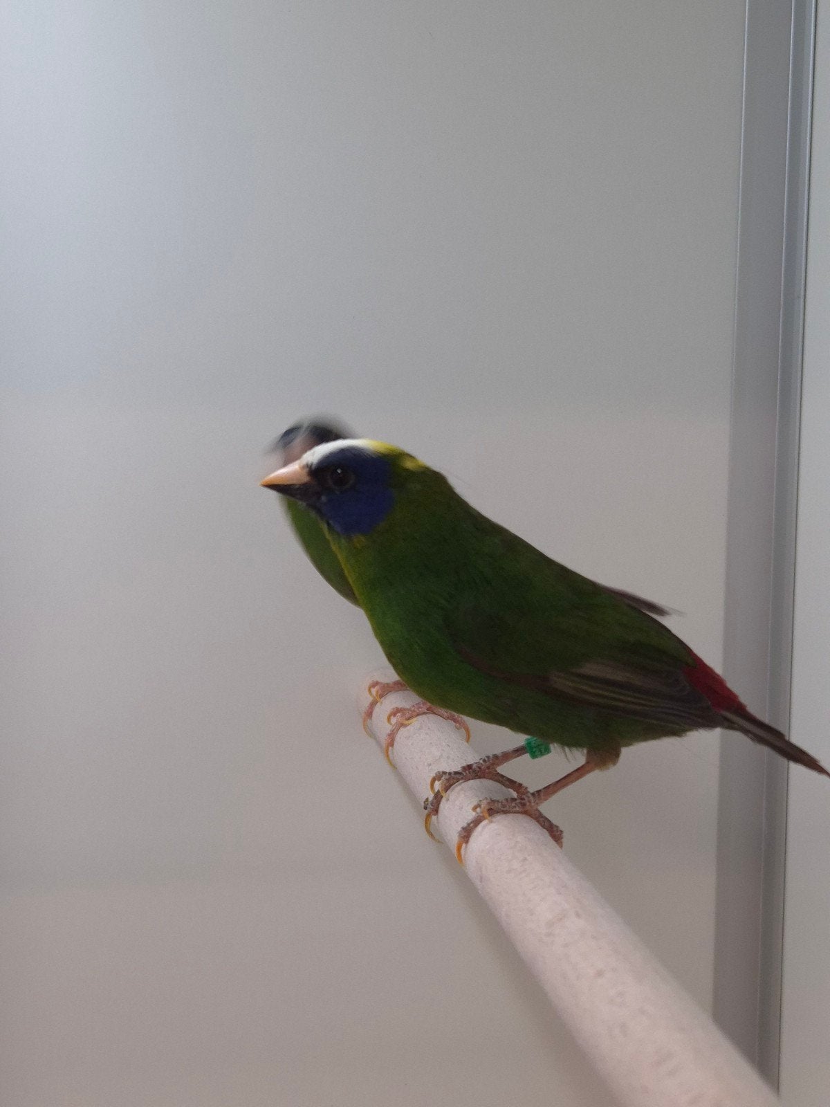 1-1 Driekleur papagaai amadines, Dieren en Toebehoren, Meerdere dieren, Tropenvogel, Geringd