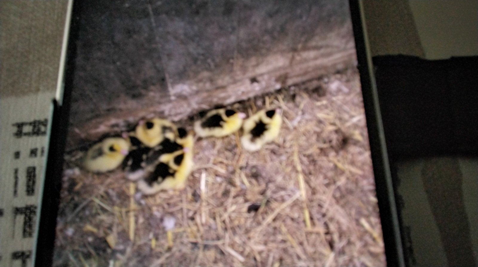 jongen kaapse eendjes geboren 22 augustus 5 euro, Dieren en Toebehoren