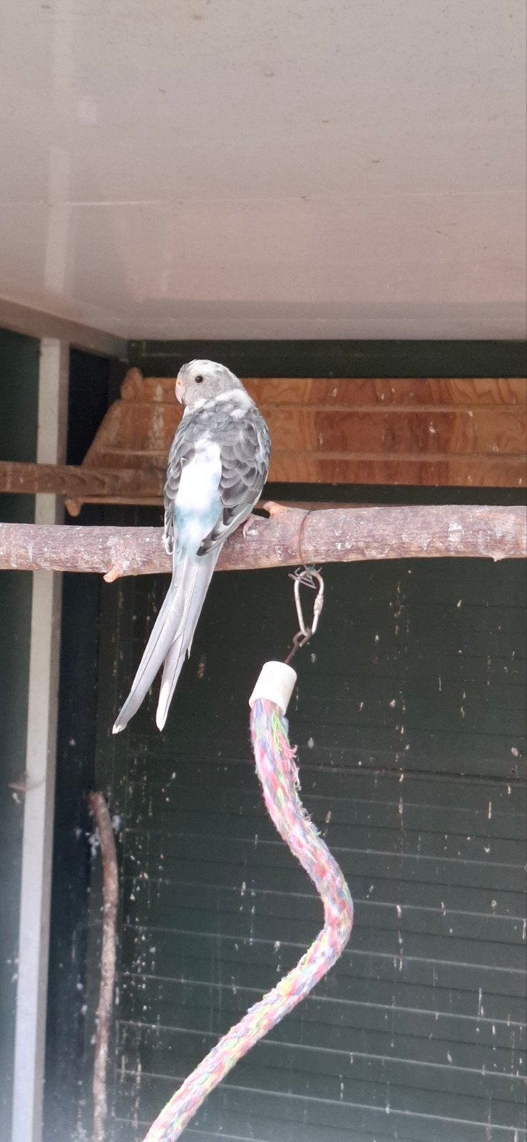 Roodruggen te koop, Dieren en Toebehoren, Vogels | Parkieten en Papegaaien, Meerdere dieren, Parkiet, Geringd