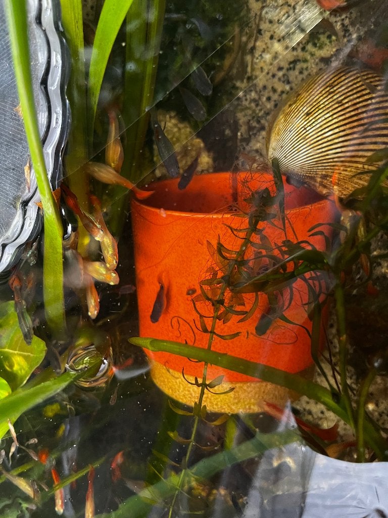 TE KOOP: Kuip met guppy’s en platty’s, Vis, Zoetwatervis