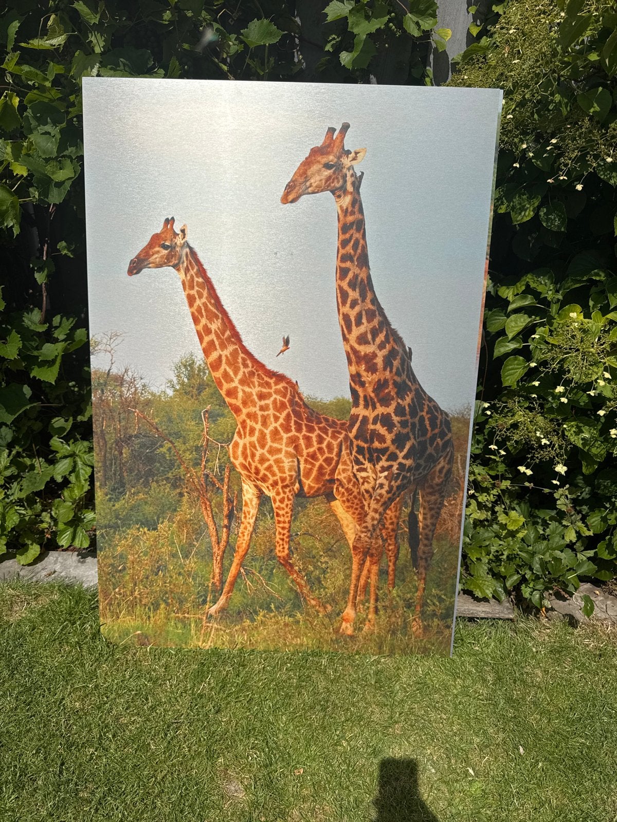 Grote foto op aluminium van twee giraffen, Ophalen of Verzenden, Zo goed als nieuw, 75 tot 100 cm, Foto of Poster