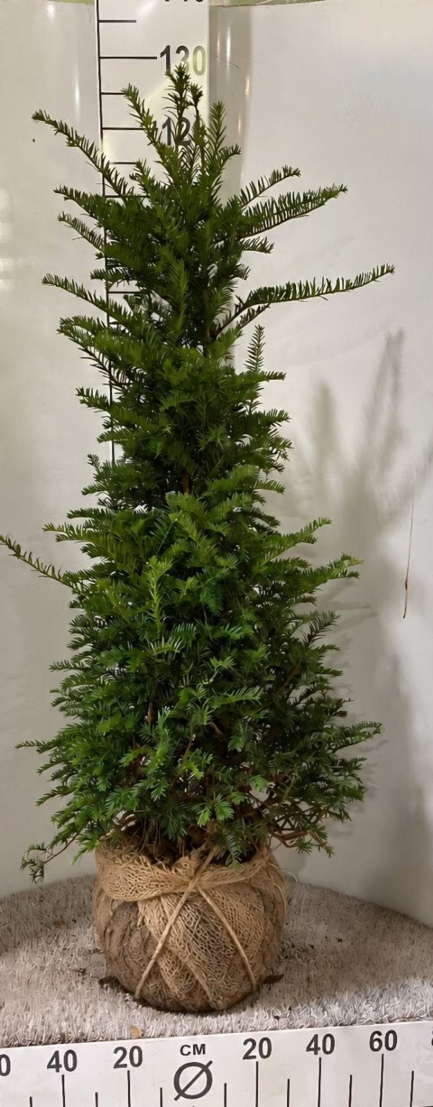 Taxus Baccata 100-125 cm - Haagplant / Solitair, Ophalen, Taxus, Haag, 100 tot 250 cm
