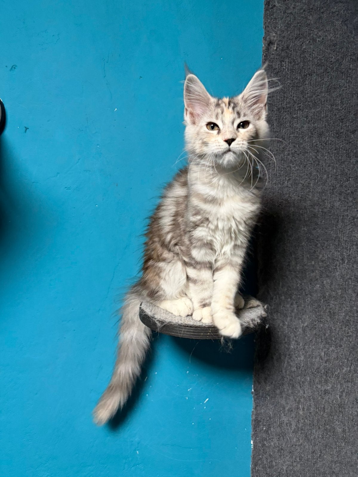 Maine Coon Kittens met Stamboom vrij van erfelijke ziekten!, Meerdere dieren, Met stamboom