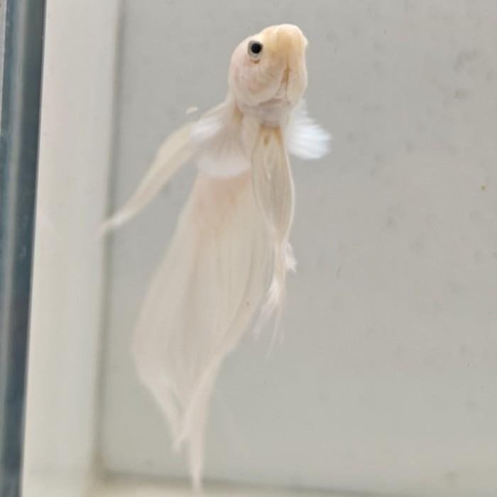 betta splendens man 14, Dieren en Toebehoren, Vis