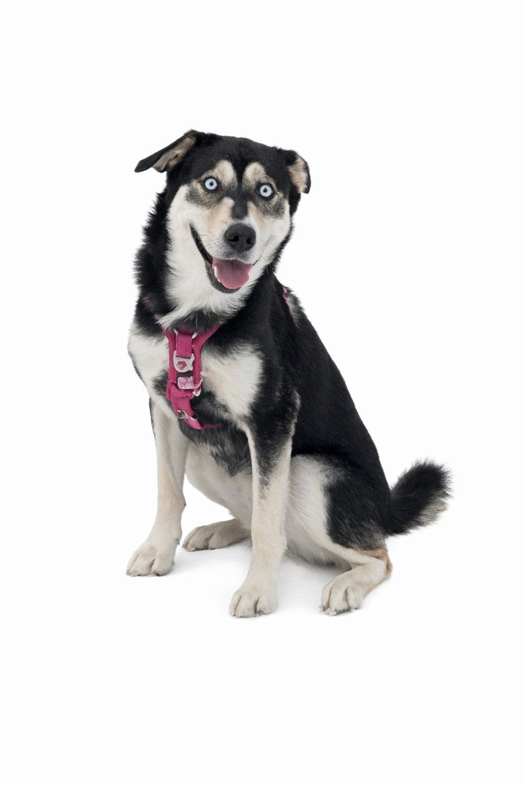 Lieve Husky/Labrador dame zoekt een nieuw thuis ️, 1 tot 2 jaar, Teef, Parvo, Eén hond