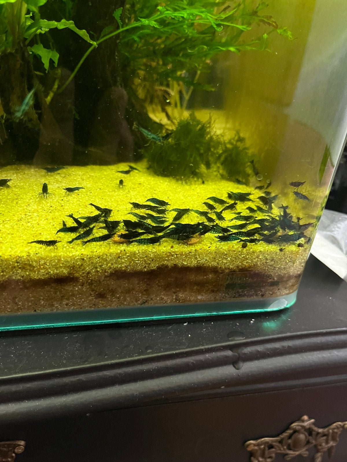 🦐💙Prachtige High Grade  donkerblauwe  💙🦐, Kreeft, Krab of Garnaal
