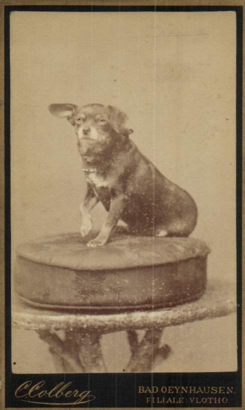 CDV 5x Met HOND -Chr. Colberg -Bad Oeijenhausen - Fil Vlotke, Gebruikt, Verzenden, Foto, Buitenland