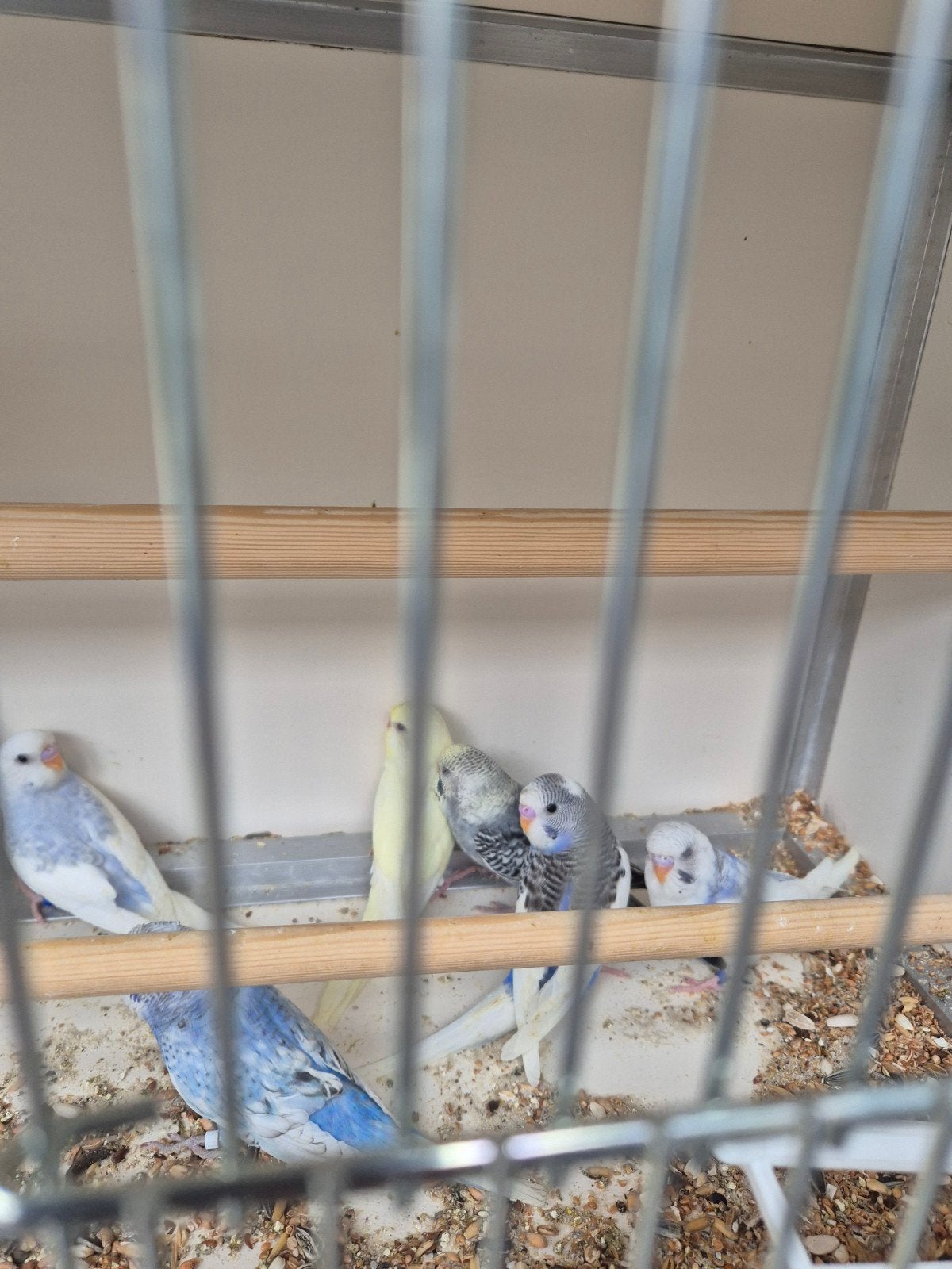 jongen grasparkieten, Dieren en Toebehoren, Vogels | Parkieten en Papegaaien, Meerdere dieren, Parkiet