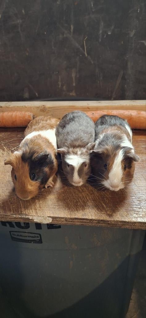 Cavia zeugje, Dieren en Toebehoren, Maart, Vrouwelijk, Cavia