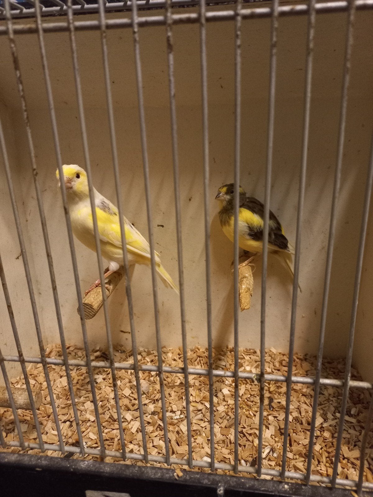 2 kanarie poppen, Dieren en Toebehoren