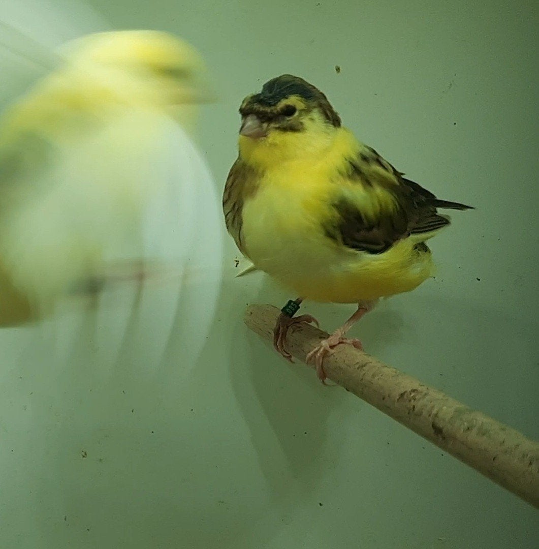 Koppel gloster kanaries, Dieren en Toebehoren, Meerdere dieren, Postuurkanarie