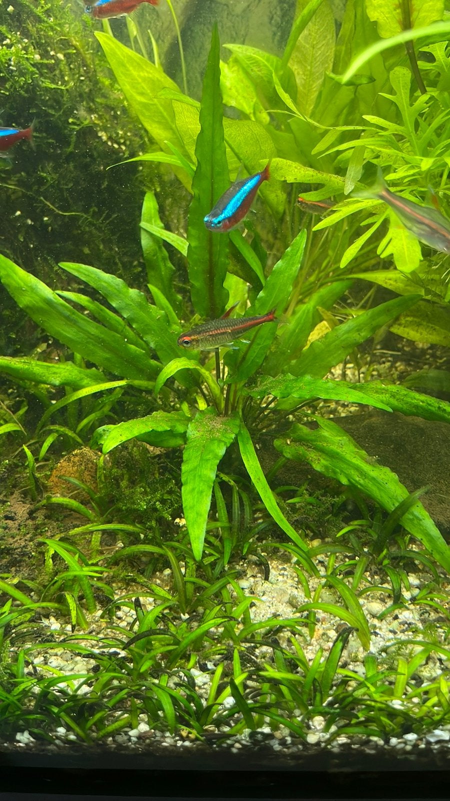 Cryptocoryne wendtii, Dieren en Toebehoren, Vis