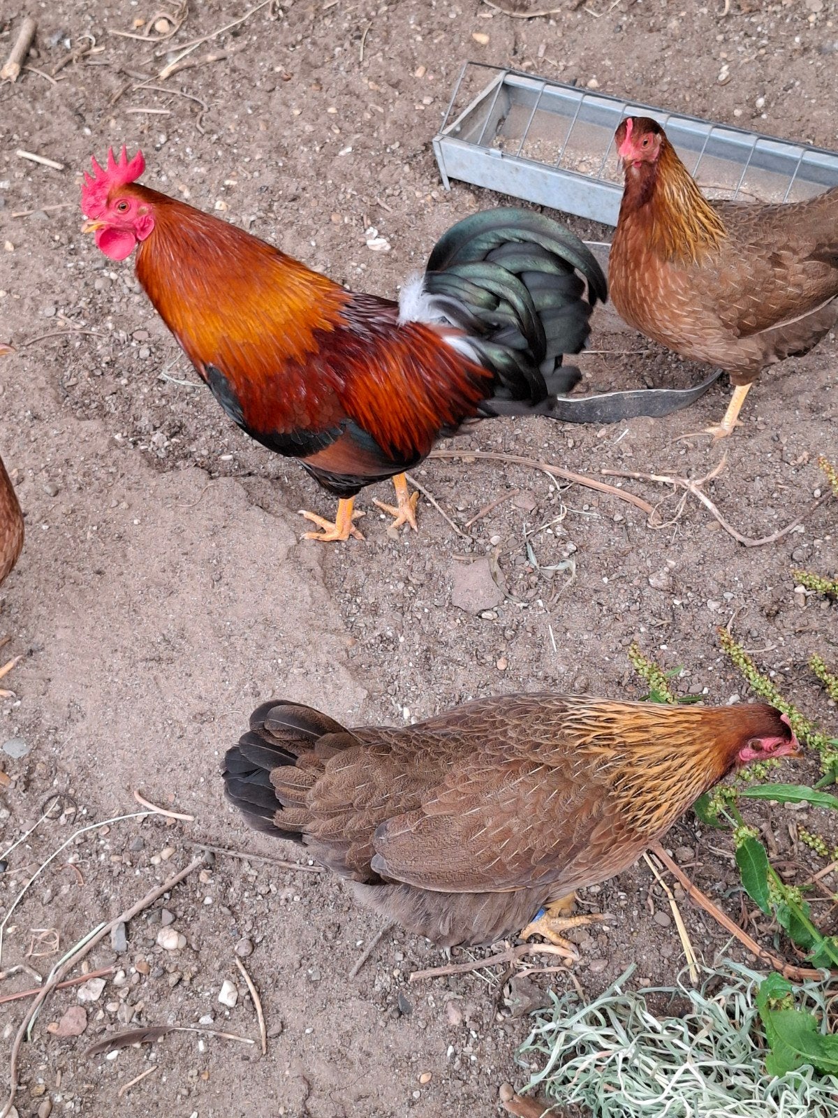 Welsumer kriel  kippen, Dieren en Toebehoren, Pluimvee, Meerdere dieren, Kip