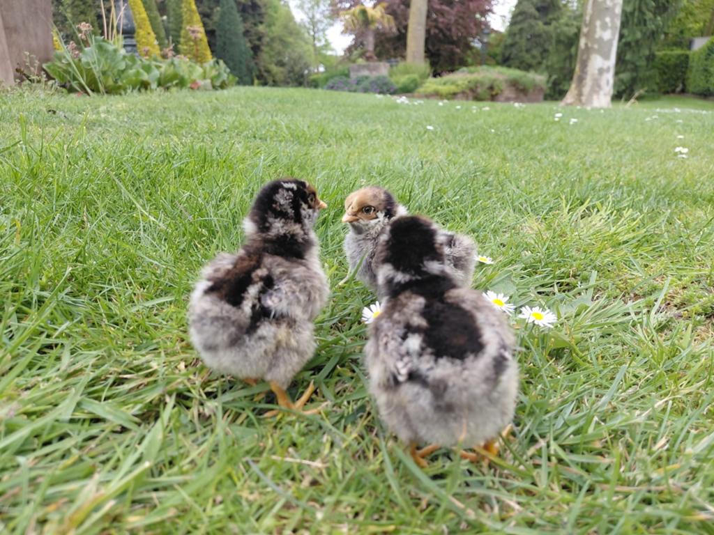 Hennetjes barnevelder kuikens zilver groot, Dieren en Toebehoren, Kip
