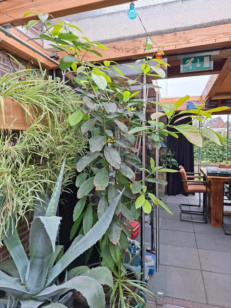 Avocado planten 2,40m hoog, Tuin en Terras, Ophalen, Bloeit niet, Overige soorten, Volle zon