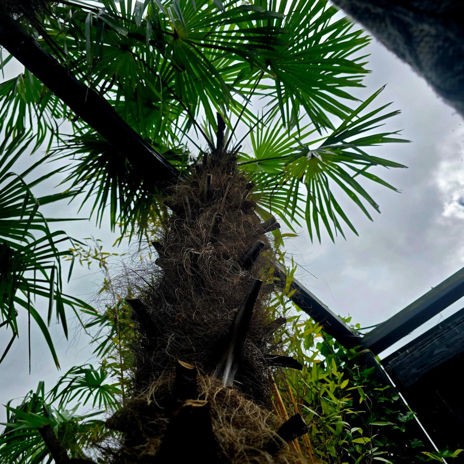 Trachycarpus fortunei palm, Tuin en Terras, Volle zon, Bloeit niet, Ophalen of Verzenden, Minder dan 100 cm