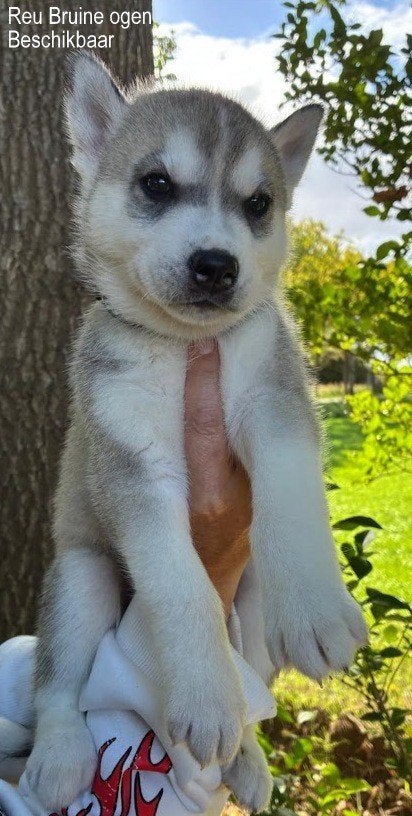 Prachtige husky pups nog 2, 8 tot 15 weken, Poolhond, Meerdere, Meerdere dieren