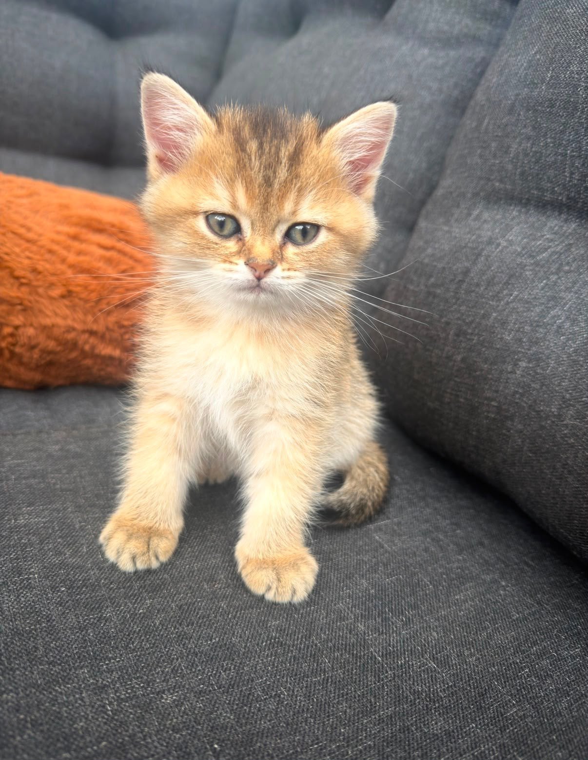 Mooie Golden Shell/Chinchilla kitten, Dieren en Toebehoren, Poes, Gechipt, 0 tot 2 jaar