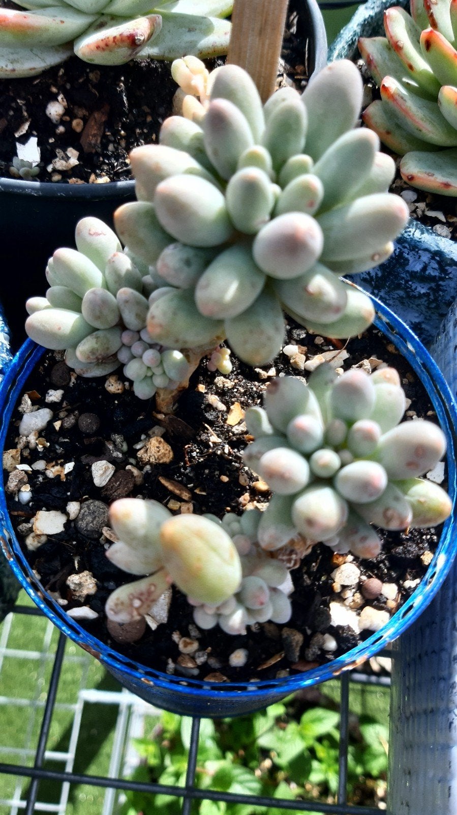 Pachyphytum Baby finger, Ophalen of Verzenden, Volle zon, Minder dan 100 cm