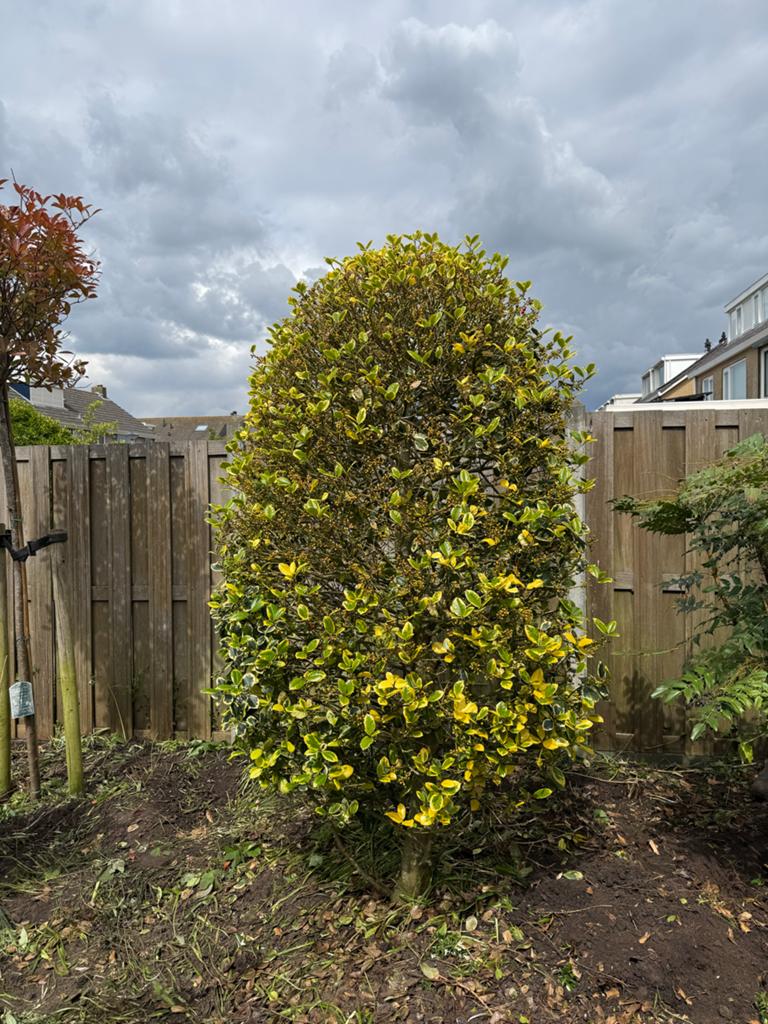 Diverse volwassen bomen: Photinia Red Robin & Hulst, Overige soorten, Lente, 250 tot 400 cm, Ophalen