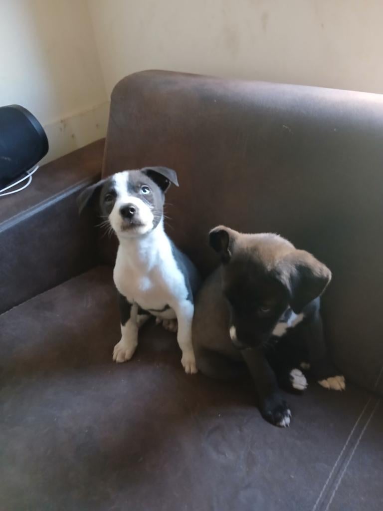 Mooie puppy's te koop, 8 tot 15 weken, Meerdere, Meerdere dieren, Nederland