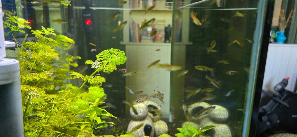 Endler guppen, Dieren en Toebehoren, Vis, Zoetwatervis, Schoolvis
