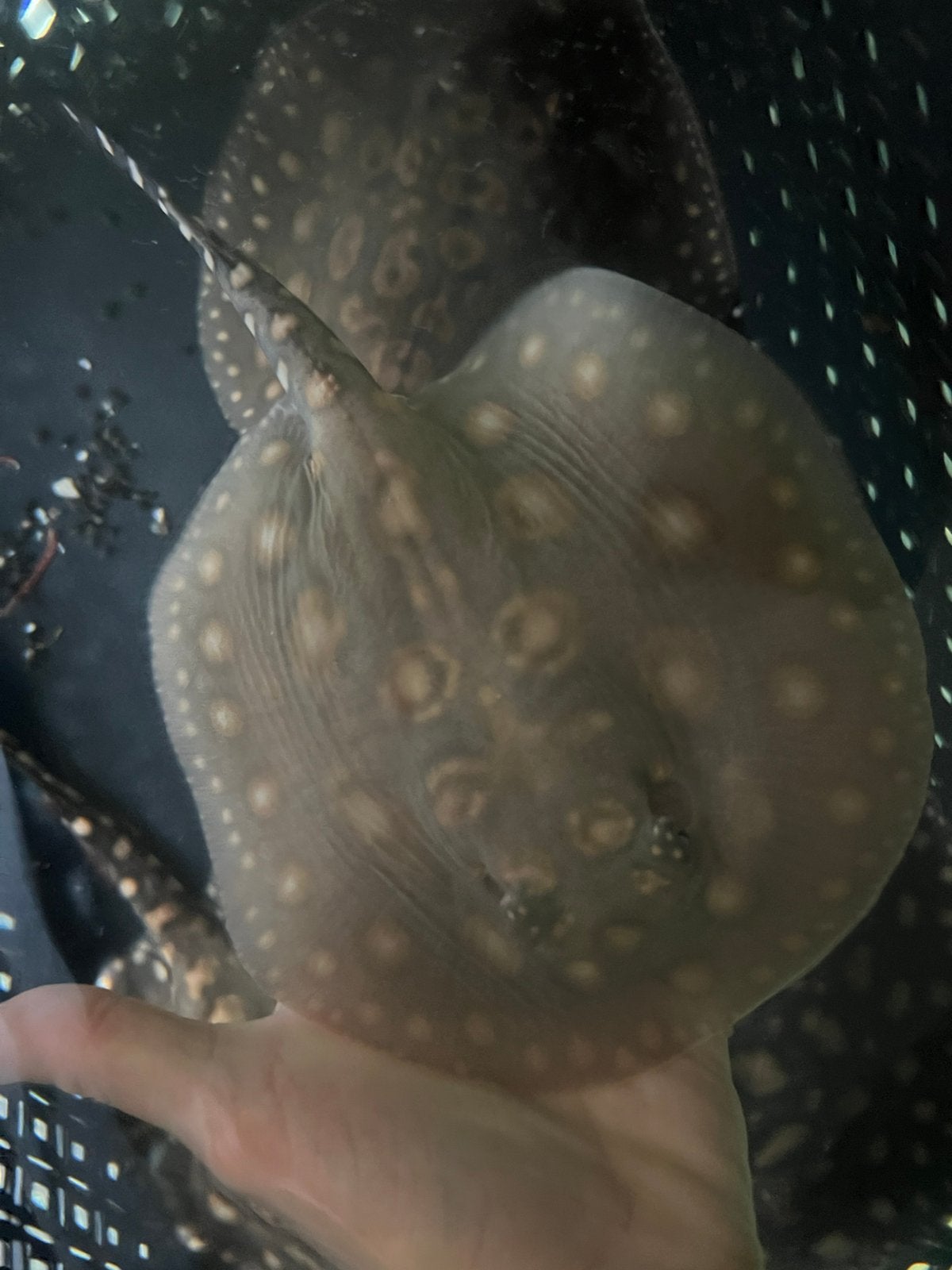 Rog vrouwtje, Ophalen, Leeg aquarium