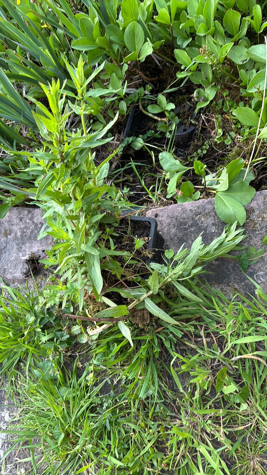 Vijver planten, Tuin en Terras, Planten | Struiken en Hagen, Ophalen, Overige soorten, Minder dan 100 cm