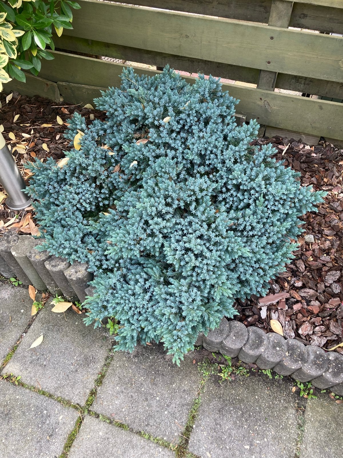 Foto 5 van Diverse Vaste Tuinplanten - Groenblijvend en Onderhoudsvrien