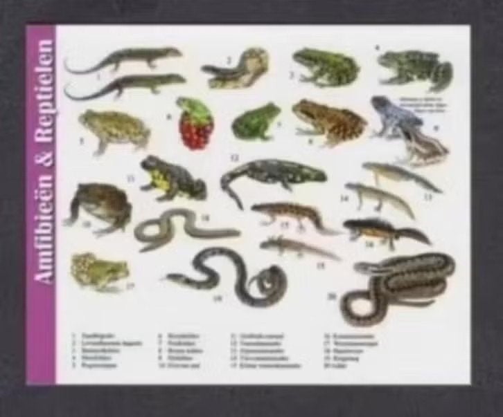 Amfibieën Reptielen Hagedis Kikker Pad Ringslang Adder., Ophalen of Verzenden, 1980 tot heden, Ongelopen, Reptiel