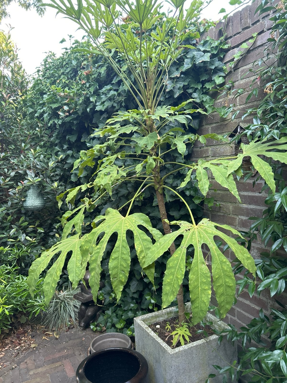 Grote Fatsia Japonica (Vingerplant) met extra pot, Vaste plant, Bloeit niet, Halfschaduw, Ophalen