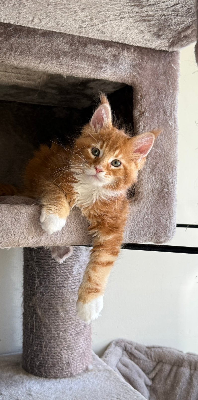 Prachtige Maine Coon kittens met stamboom, Dieren en Toebehoren, Meerdere dieren