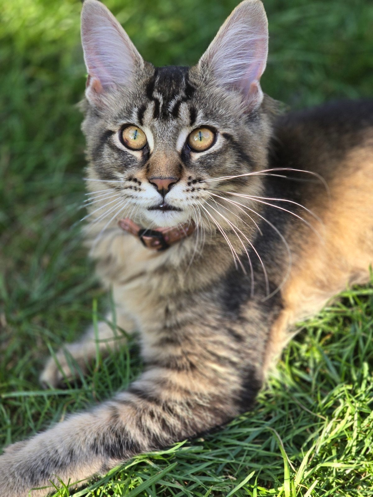 mooie stuure Coon poes met stamboom, Poes, Met stamboom, 0 tot 2 jaar