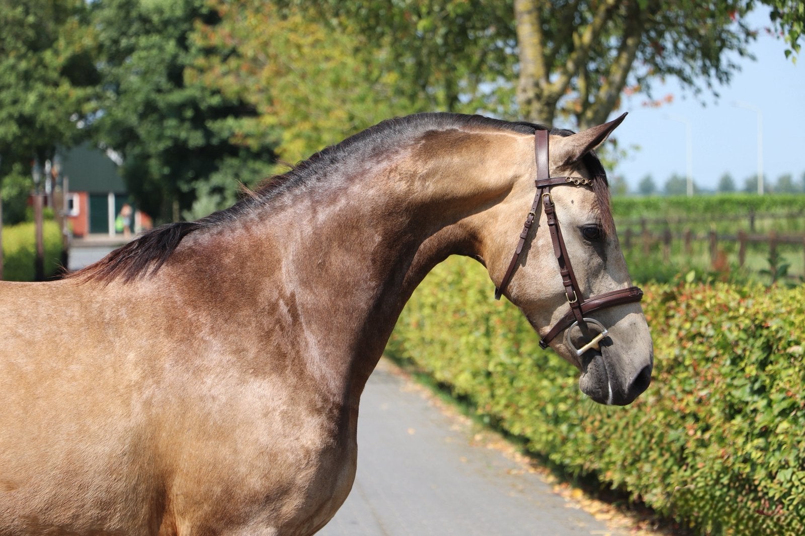 Diverse 3- en 4-jarige Connemara pony’s te koop, Dieren en Toebehoren, Pony's, Met stamboom, Ruin, Springpony, 3 tot 6 jaar