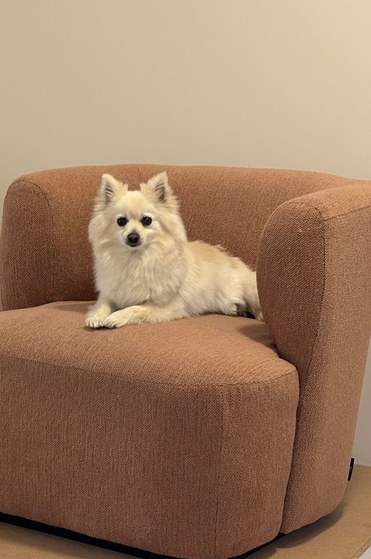 Ter adoptie Spitshondje/pomeriaan, Particulier, Overige rassen, Buitenland, Teef