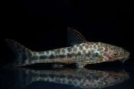 Otocinclus Arnoldi - Dwerg algen eter bij Koidream Valburg, Vis, Zoetwatervis
