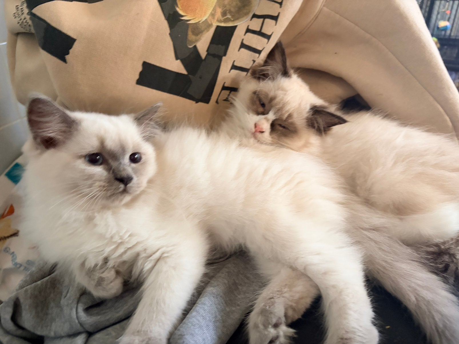 Lieve en sociale Ragdoll kittens (4 poesjes en 1 kater), Meerdere dieren, Ontwormd, 0 tot 2 jaar