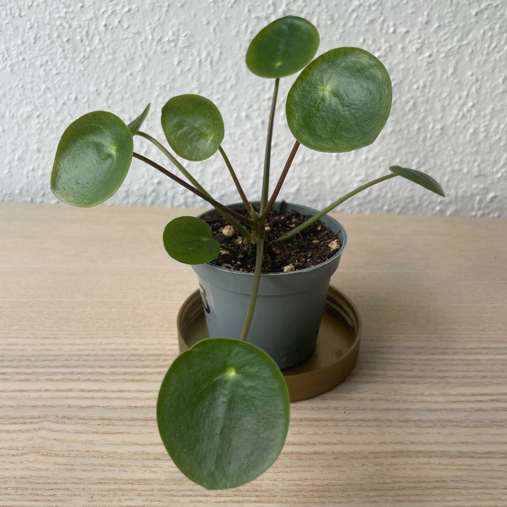 Pilea ‘Mojito’ stekje, Ophalen, Overige soorten, Halfschaduw, In pot