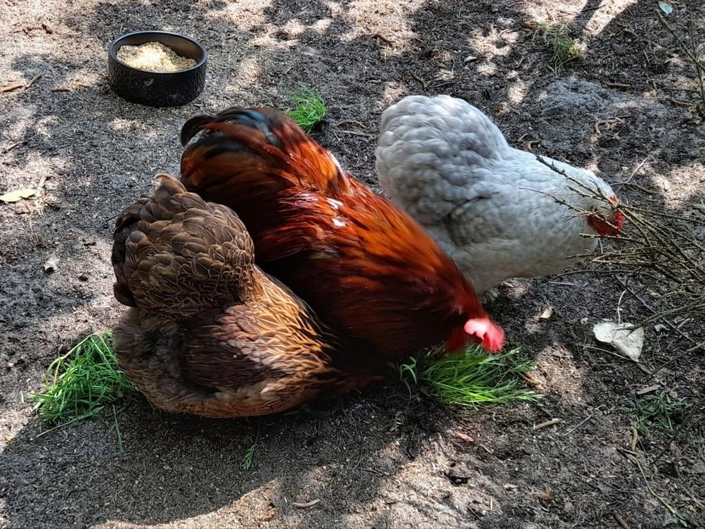 Tk broedeieren Cochin en Zijdehoender, Dieren en Toebehoren, Pluimvee, Geslacht onbekend, Kip