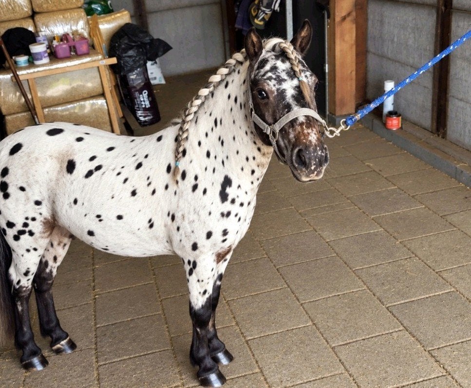 🥰😍 Zeer lieve Appaloosa😍💖, Dieren en Toebehoren, Hengst
