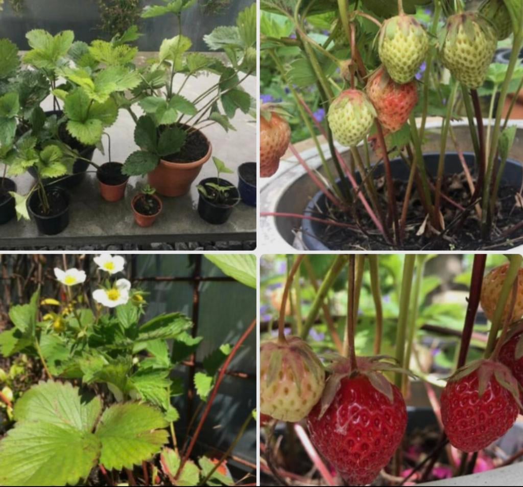 Zoete biologische aardbeienplanten stekjes eigen oogst, Tuin en Terras, Planten | Tuinplanten, Volle zon, Vaste plant, Ophalen of Verzenden