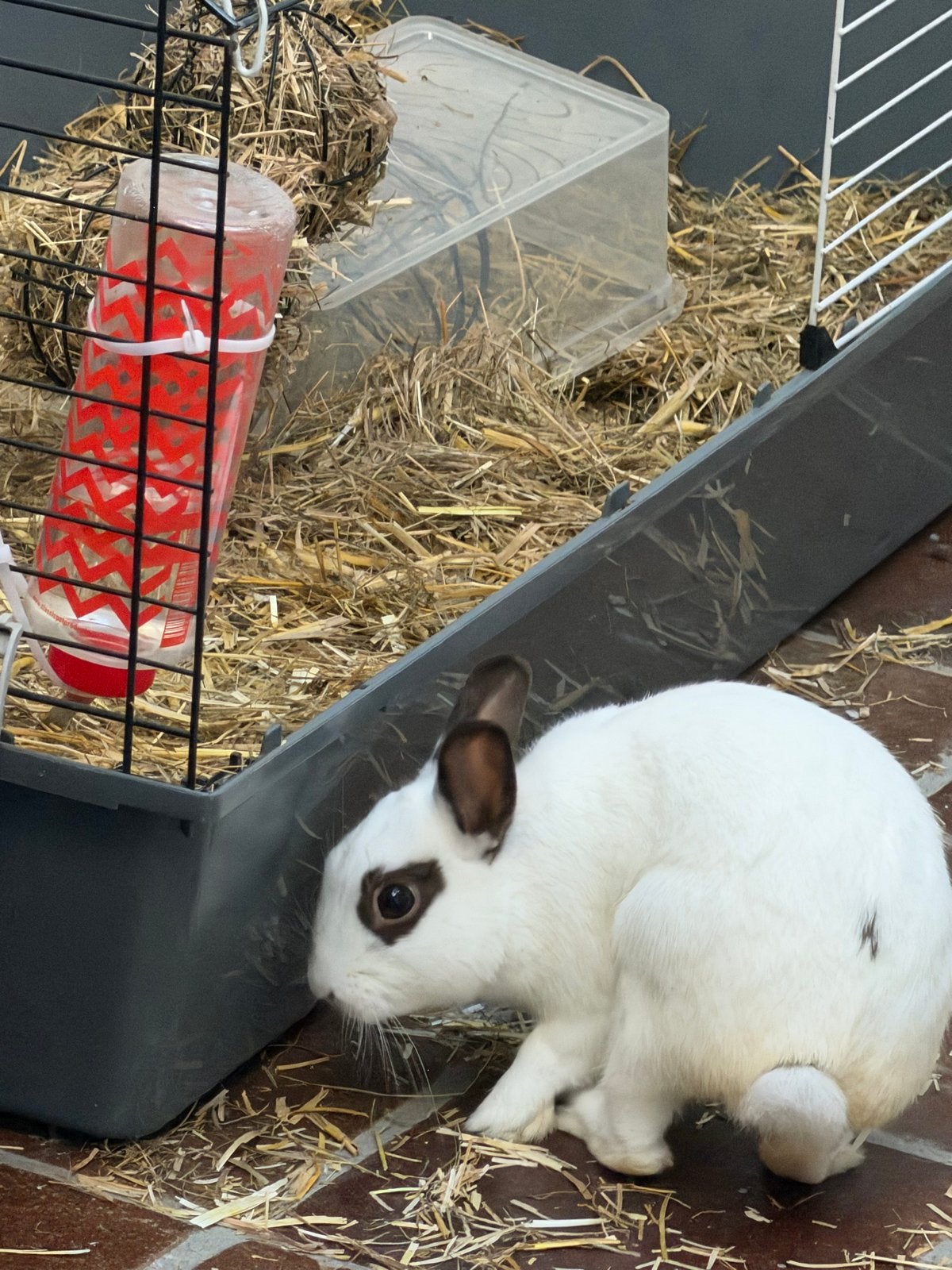 Konijnen & kooi, drie drinkflesse. 50 euro = alleen konijnen, Dieren en Toebehoren, Knaagdieren, Augustus, Meerdere dieren, Cavia